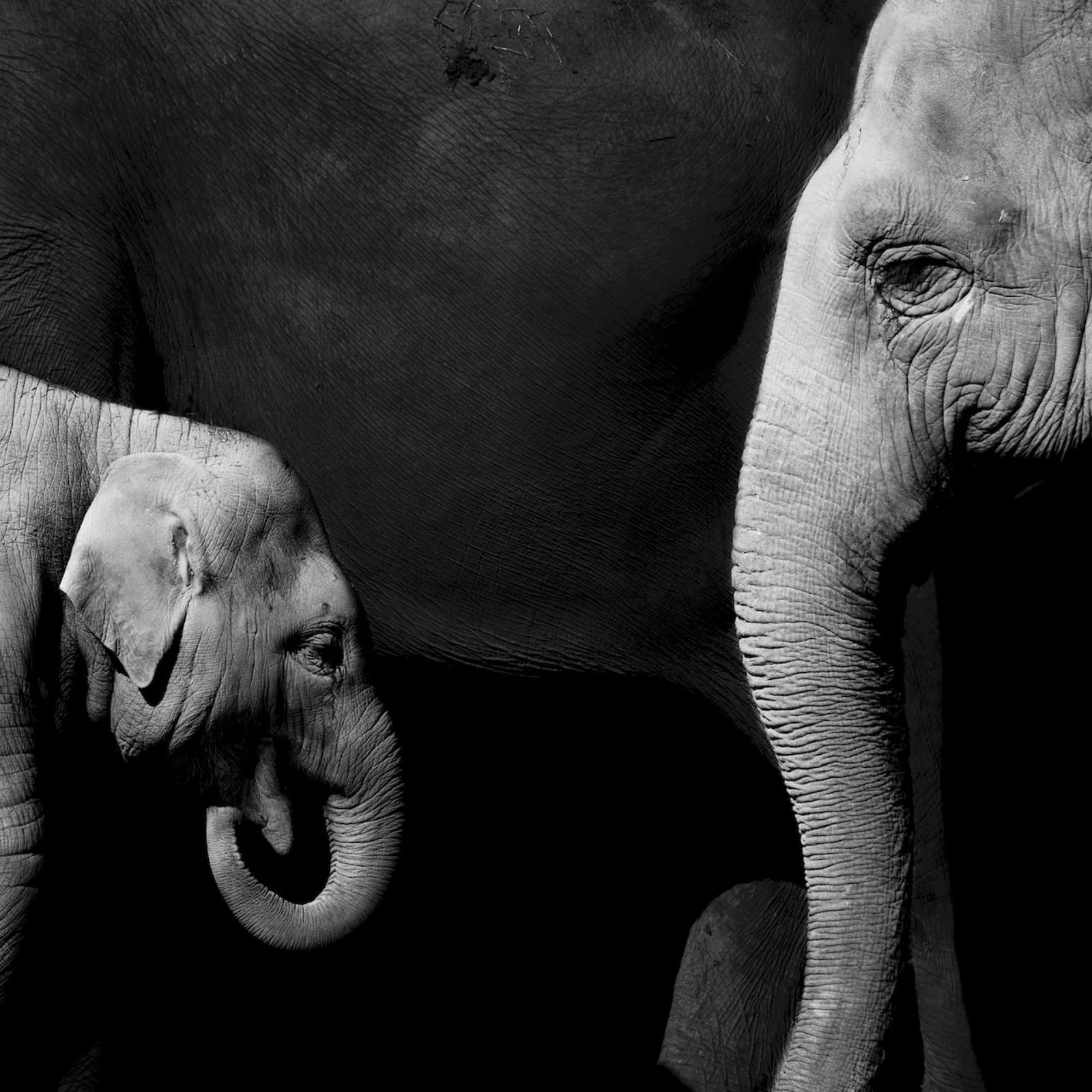 Elefanten Zoo Zürich