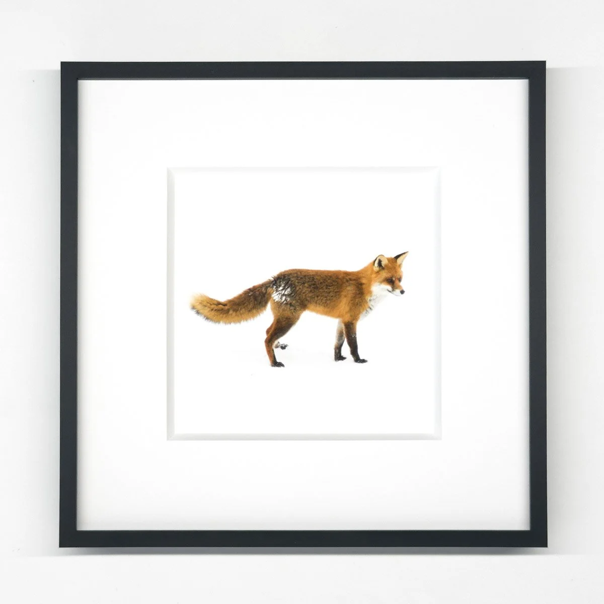 fuchs_kleinesschwarzes-2-2.jpg