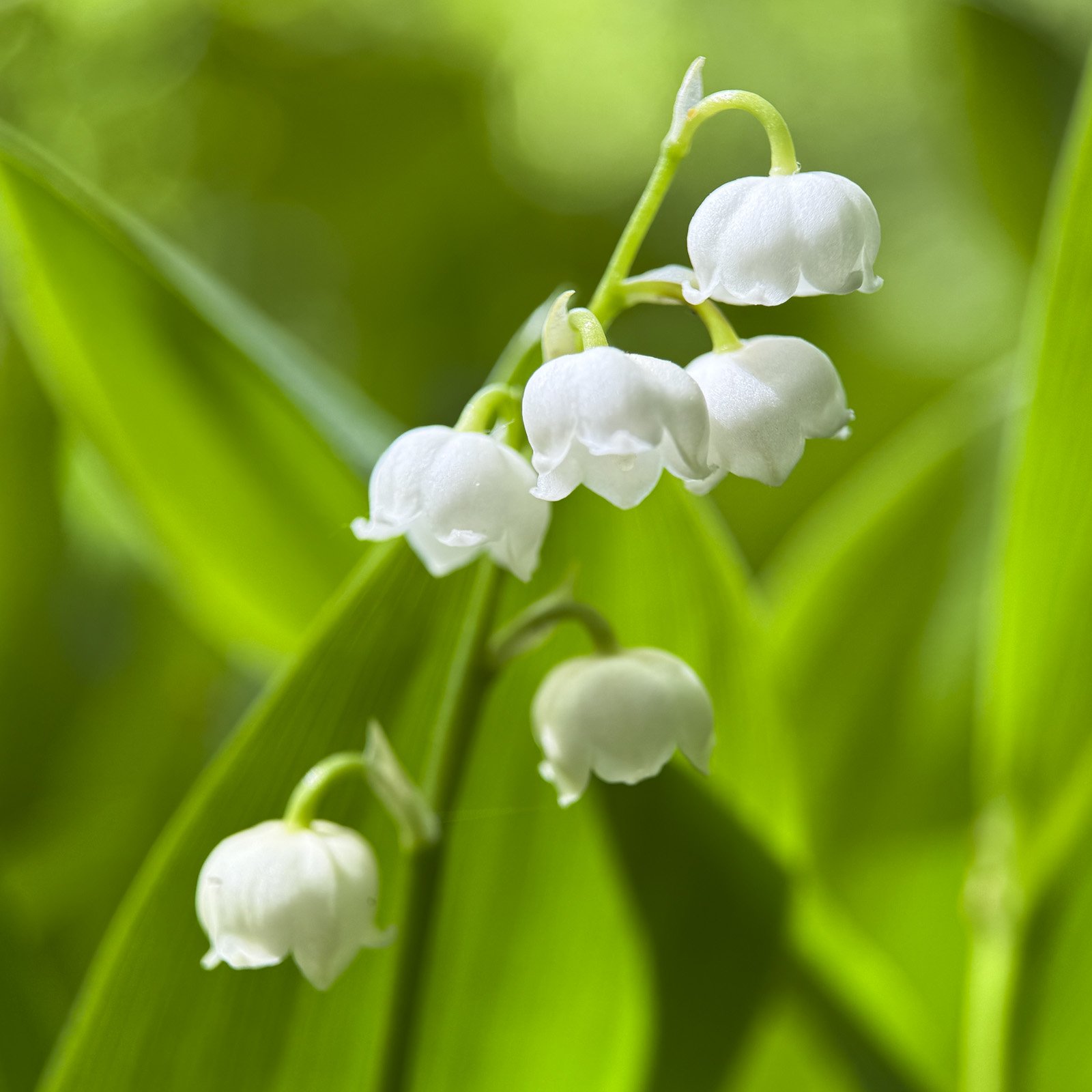 Maiglöckchen Convallaria majalis - Flower Art