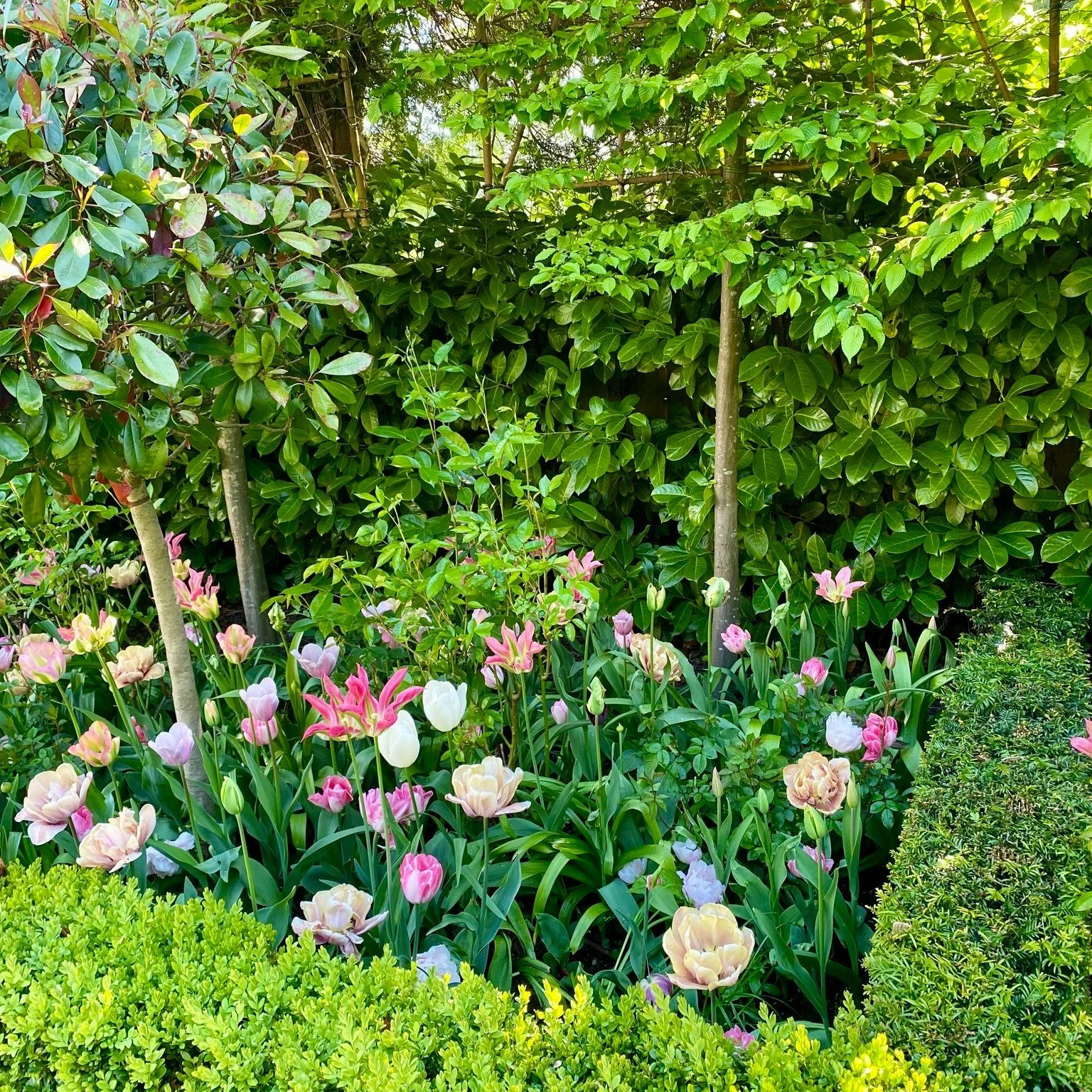 🌷 Bulb Season is Here! 🌷
This week we&rsquo;ve been over at @howgreennursery  exploring their incredible selection of bulbs &ndash; from vibrant tulips to elegant alliums and everything in between.

Bulbs are the secret to creating layers of intere