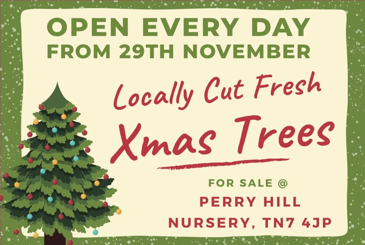 It&rsquo;s that time of year again and we will be selling gorgeous locally grown Xmas trees again from the Old Perryhill Nursery from this Saturday 29th November. 
Range of sizes from 4&rsquo; up to 10&rsquo; trees all non Drop Nordic Firs. Open from