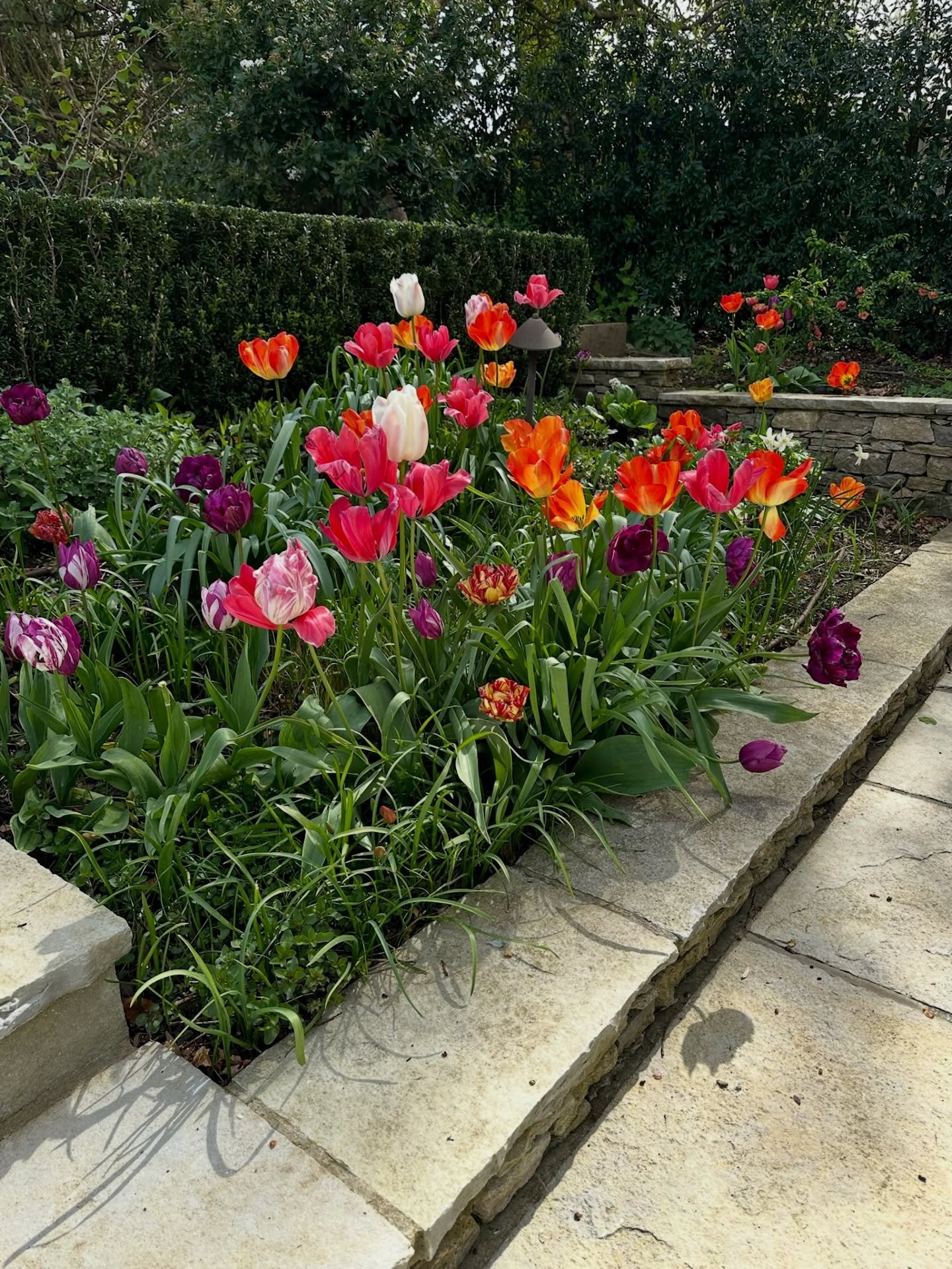 A project we&rsquo;re still really proud of.

The planting continues to deliver year after year &mdash; simple, seasonal colour that lifts the whole space.

Good gardens age well.

#LangdaleLandscapes #Throwback #SpringPlanting #Tulips #GardenDesign 