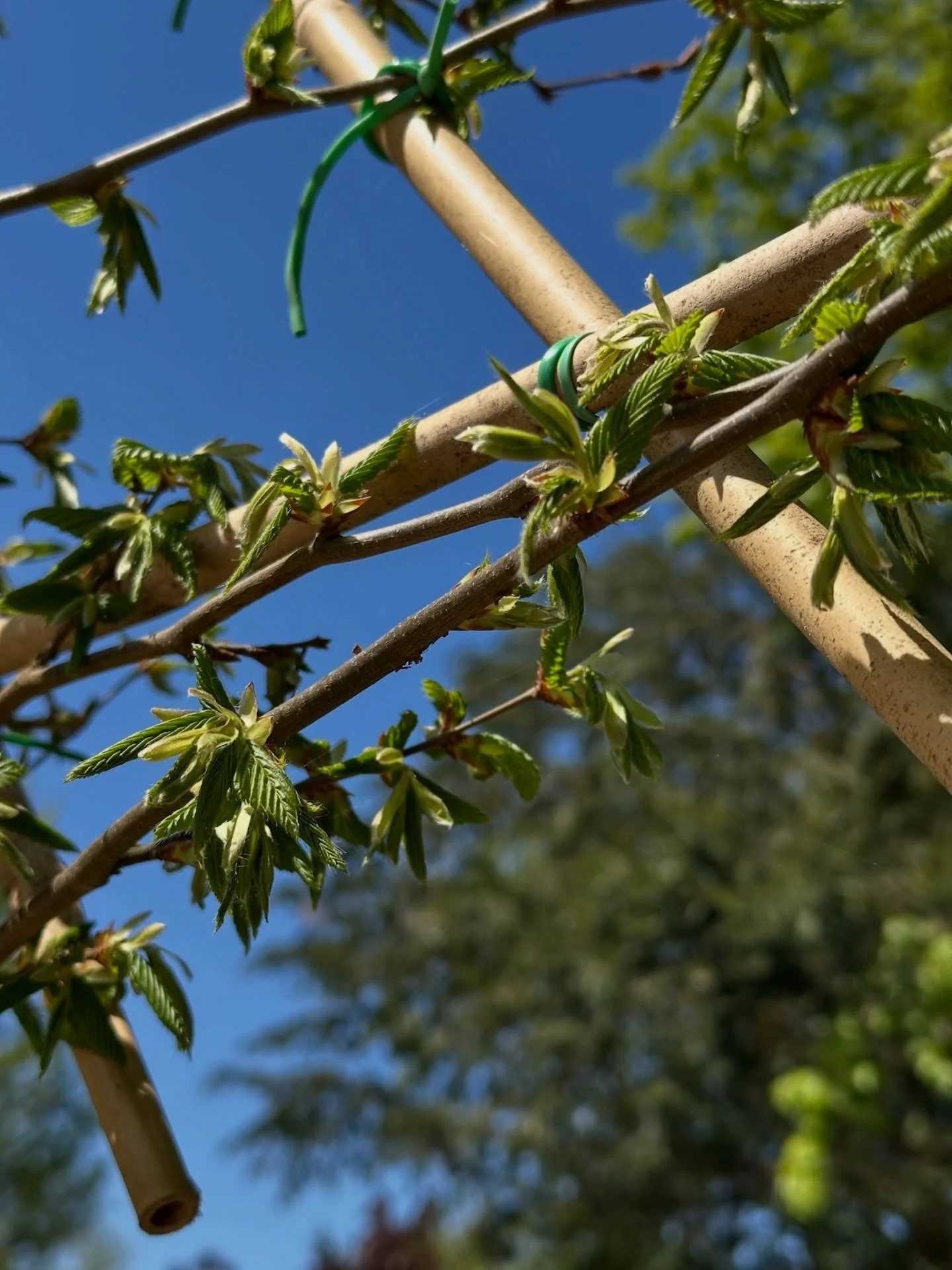 Clear stem trees are a great way to introduce height and privacy without blocking out the space. By carefully selecting species that mesh together, we can create a soft, layered screen that still feels open and natural.

They work particularly well a