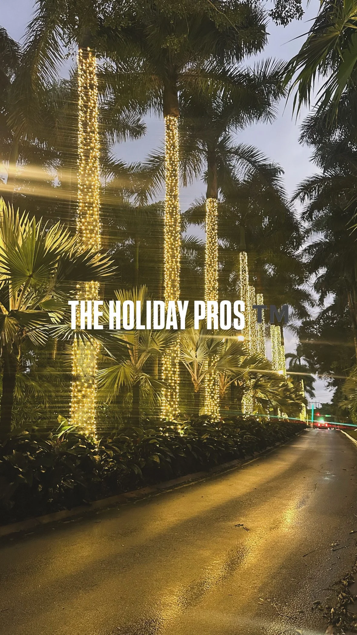 gables estates christmas lights on palm trees