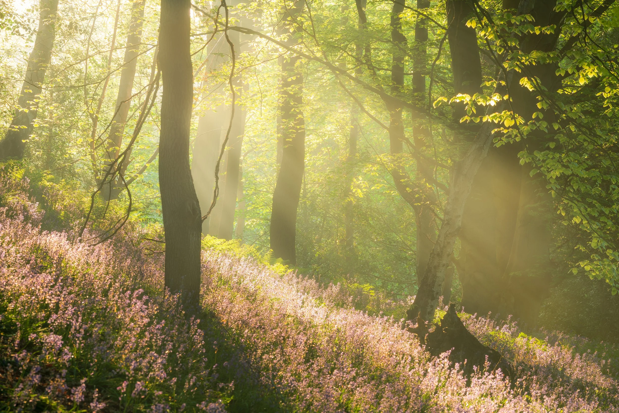 Bluebell Woods Morpeth May_.jpg