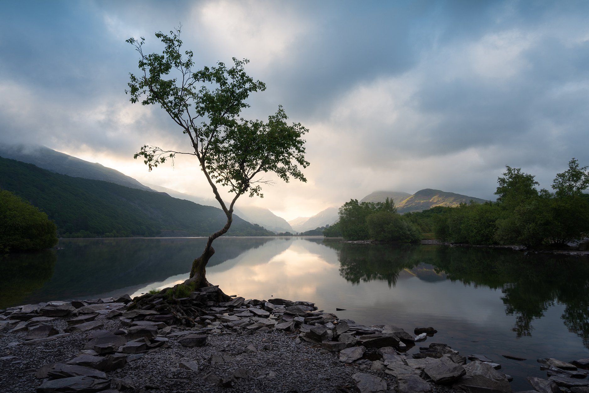 Llyn Padarn lone tree_.jpg