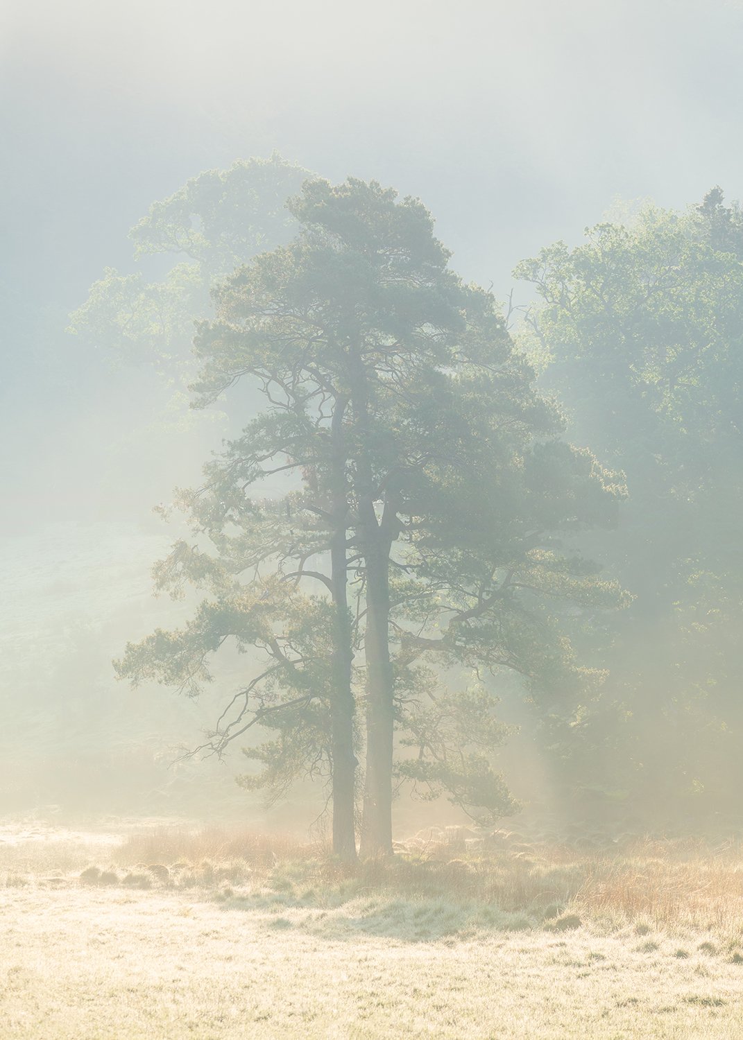 lone tree rays.jpg