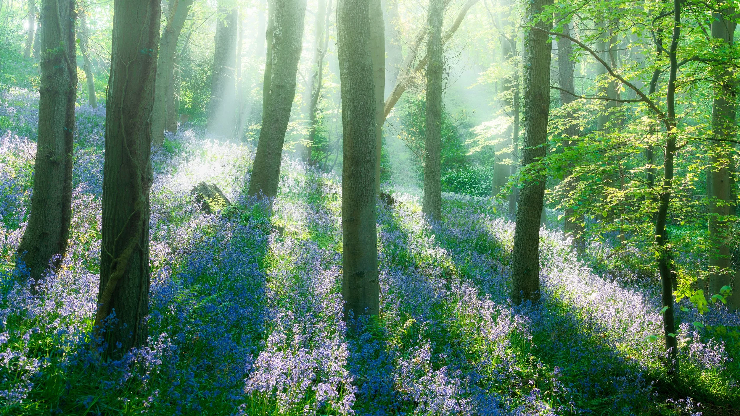 Bothal Woods Morpeth May_-2.jpg