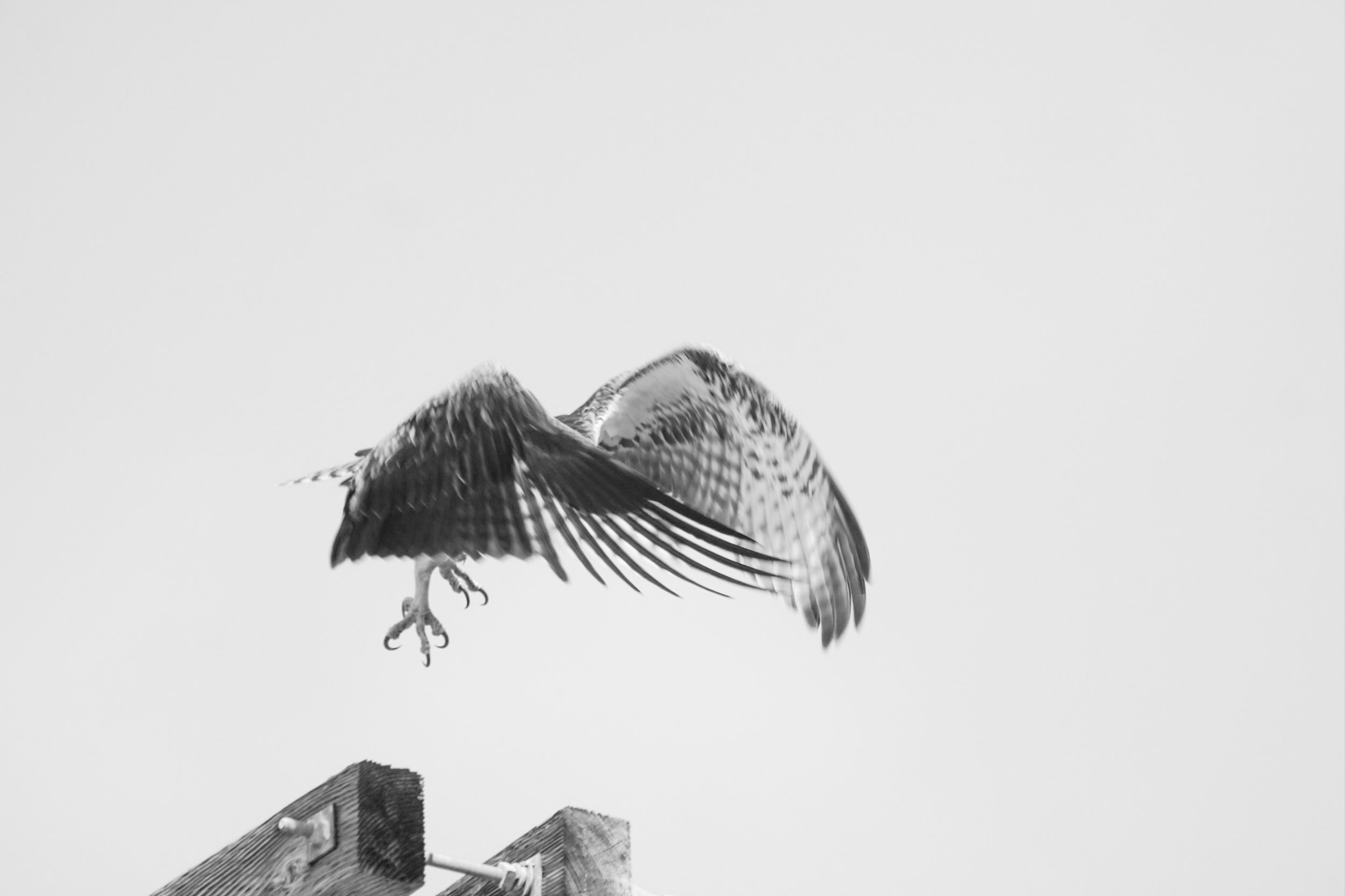 DSC09018.jpeg