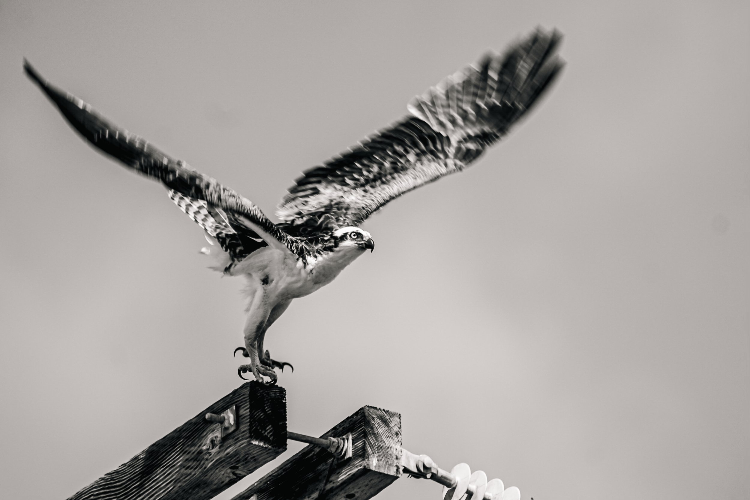 TAKING FLIGHT in B+W:) digital download