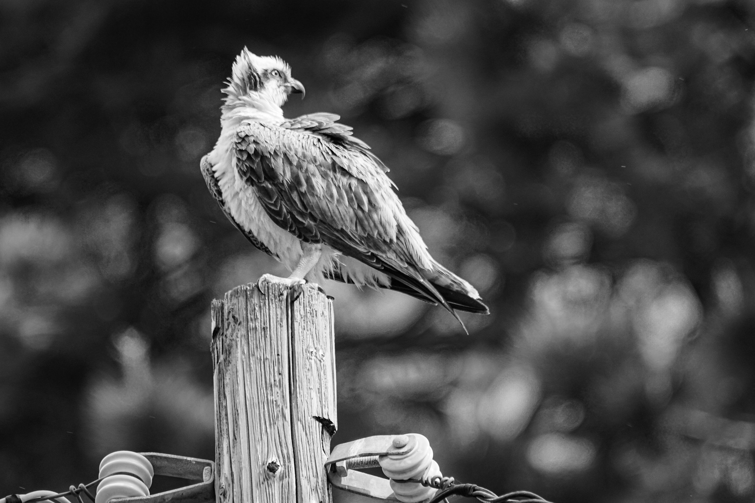 Obviously B+W digital download