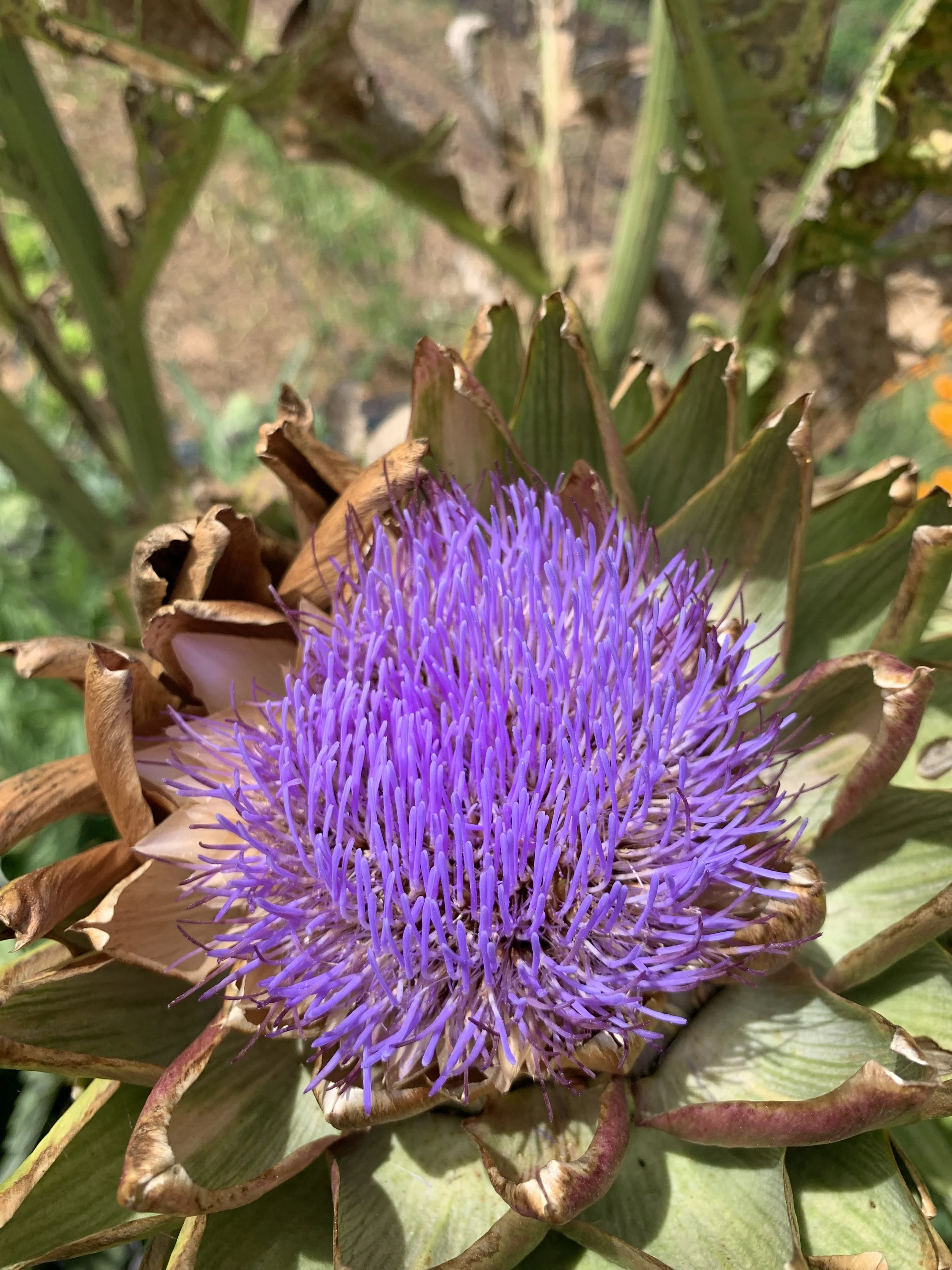 Artichoke flower captured at a friend's farm