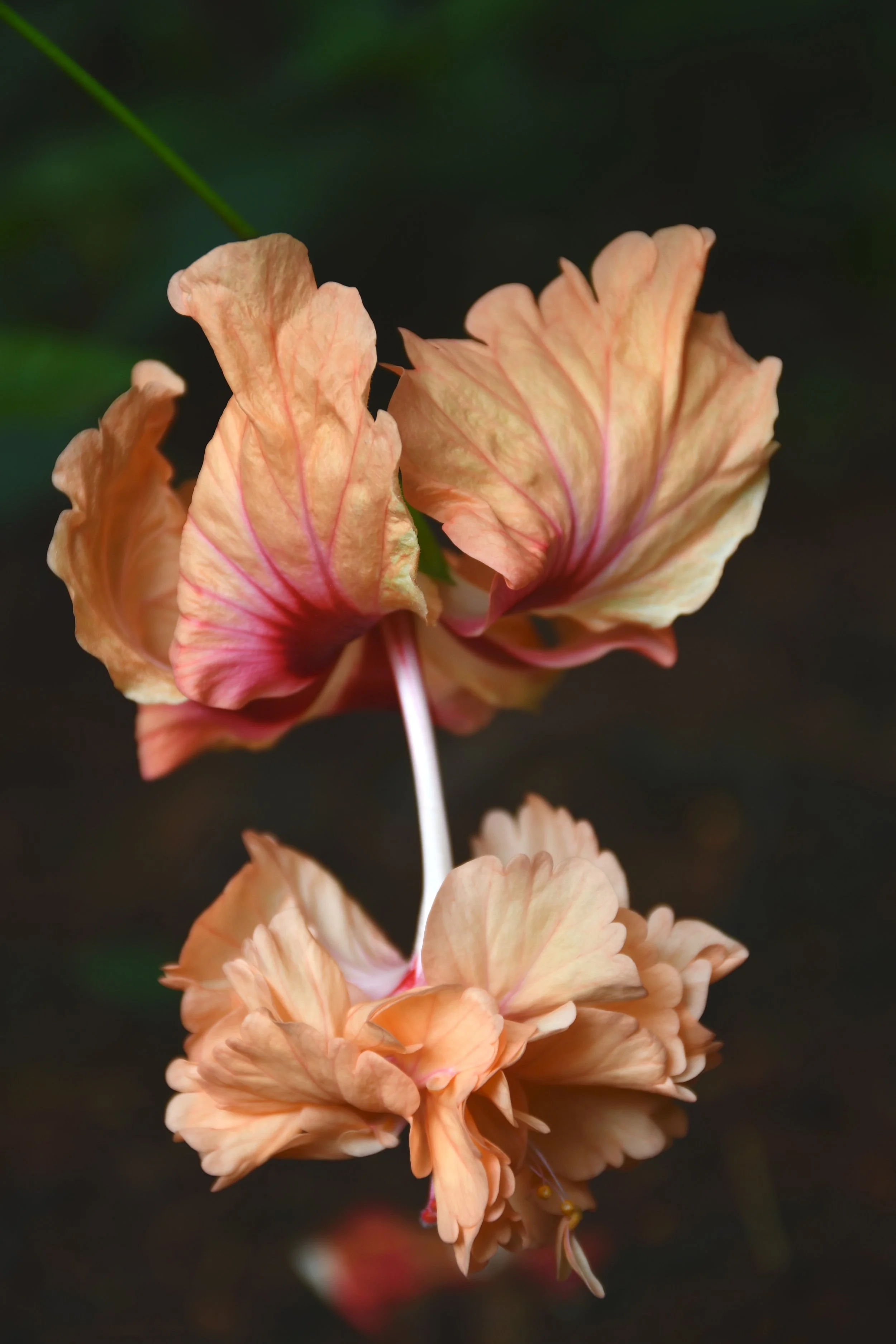 Hibiscus rosa-sinensis