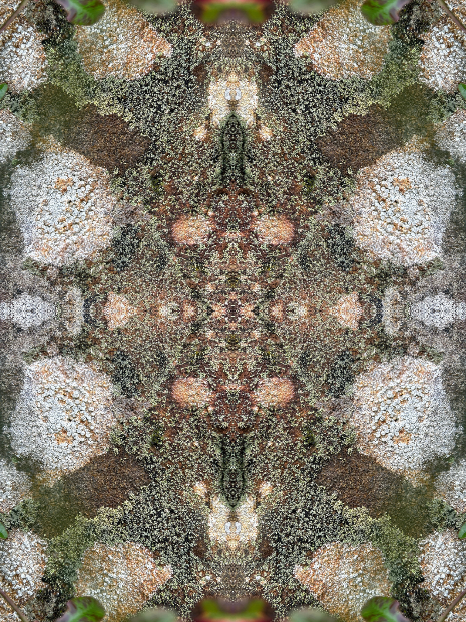 Hybrids of Algae II