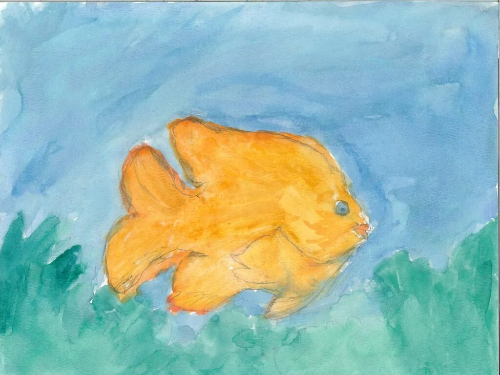 Garibaldi Fish Drawing