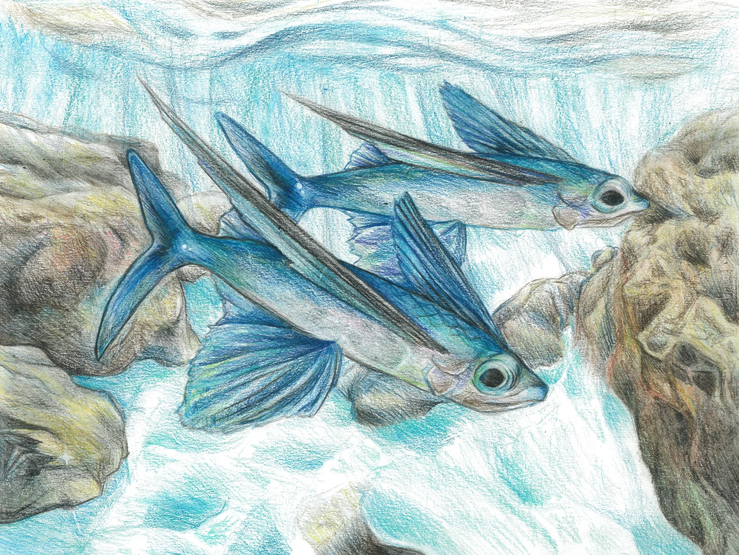 2026 Fish Art 3rd Place Winners — Art of Conservation
