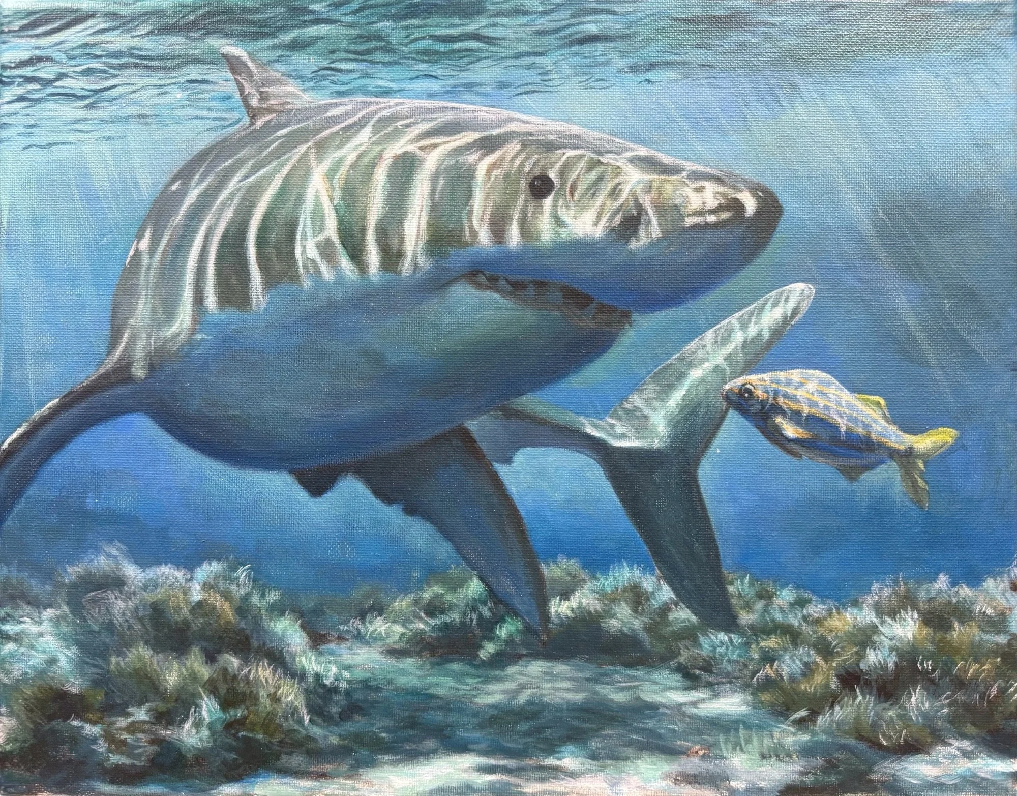 A large shark swimming underwater near rocks with two smaller fish nearby.