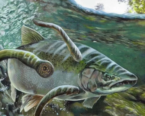 A fish underwater with a pufferfish attached to its side.