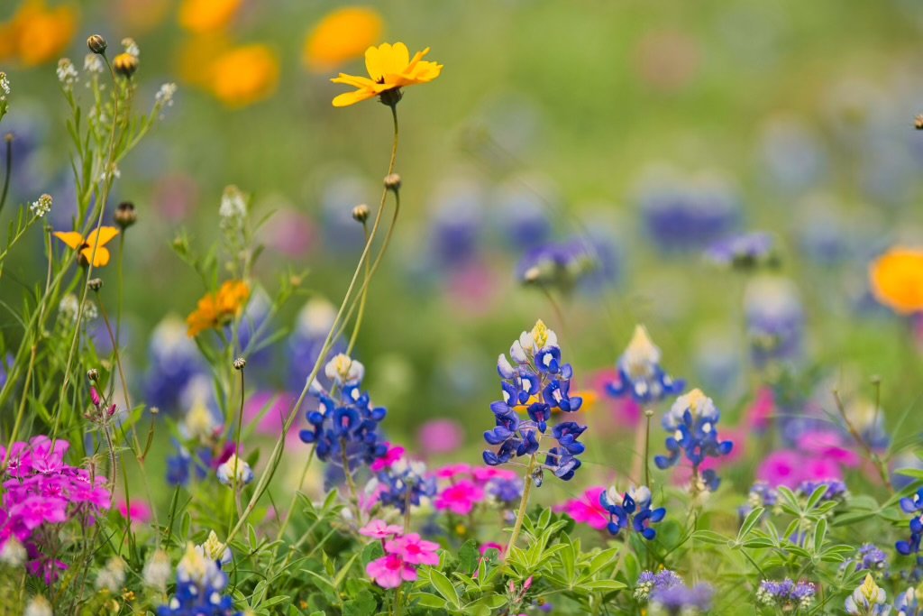 Landscape Flowers 2023 850_4014.jpeg
