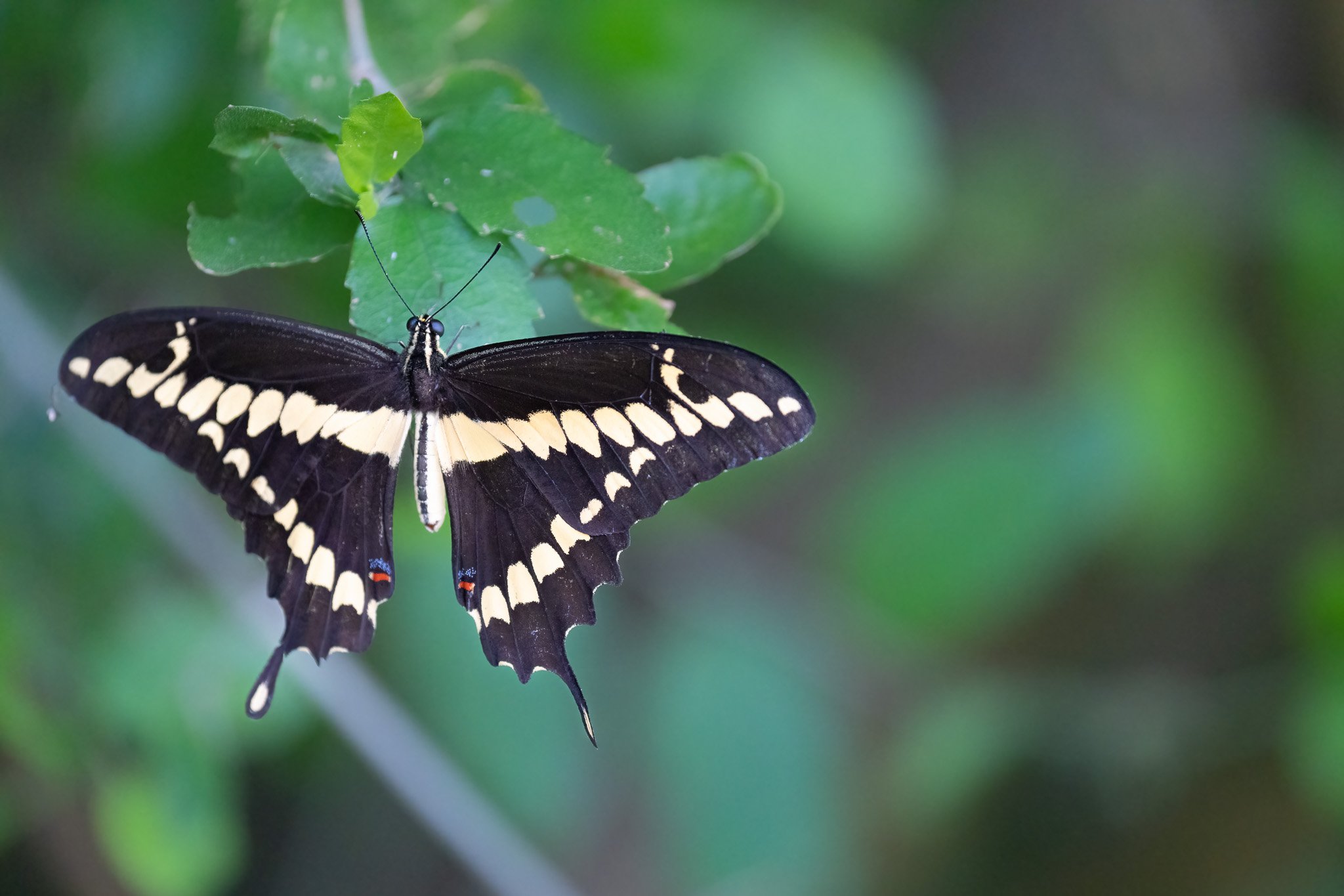 Butterfly FB-10579.jpeg