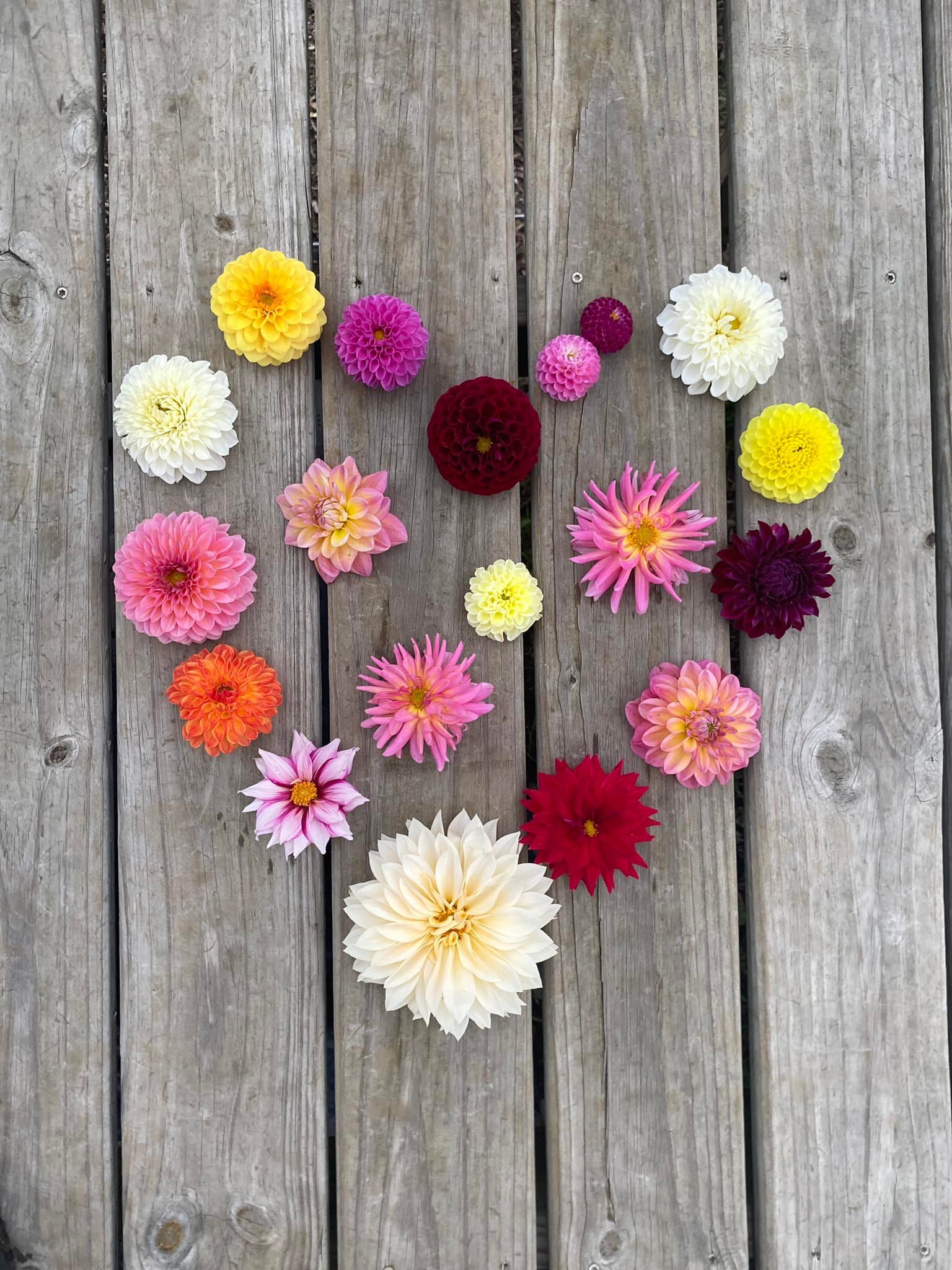 Dahlias are still in bloom! 🌸 We have been labeling blooms and getting organized for our 2023 dahlia dig!