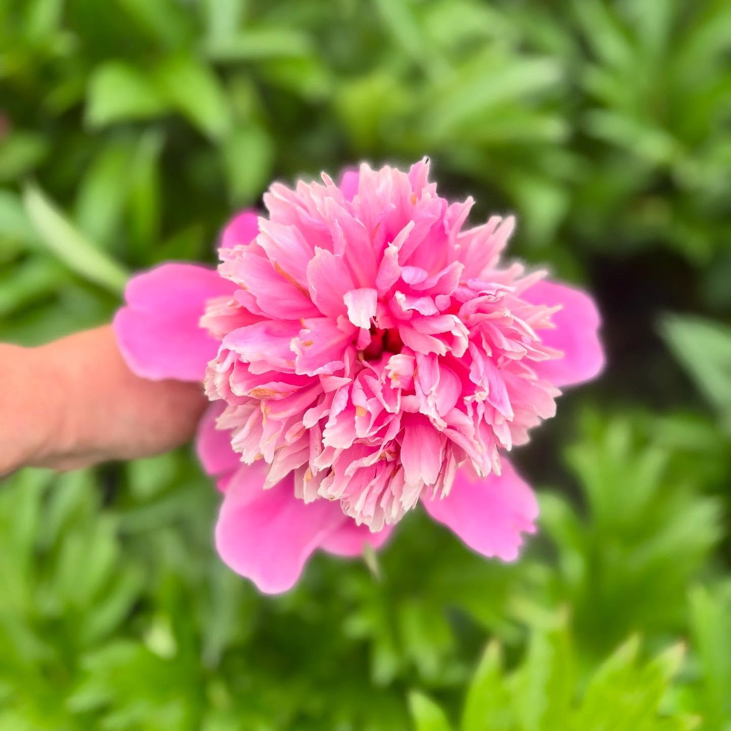 &quot;Had I but four square feet of ground at my disposal, I would plant a peony in the corner and proceed to worship. 
--Alice Harding, The Book of Peonies