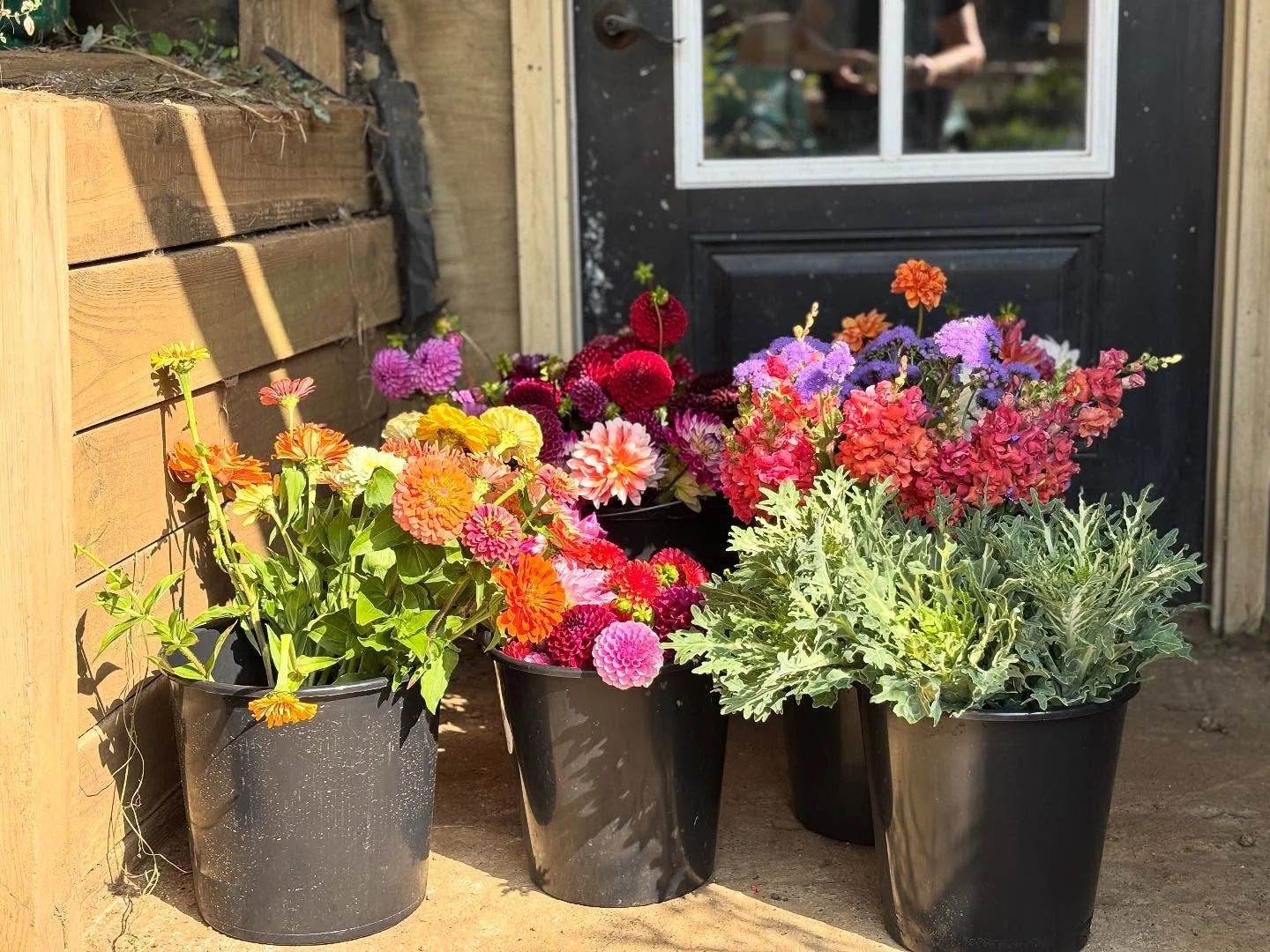 🍂Autumn colors are brilliant today!🍁It takes about 2 hours to cut the blooms, condition the stems, arrange them, pack them up, and stock them at @Hutchs Food Center just for you!! 💐