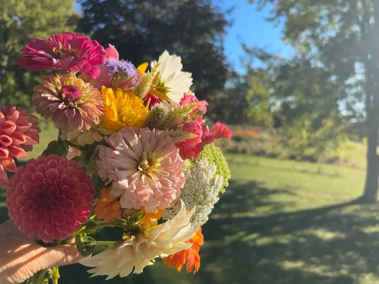 Took a walk this morning to see what the first frost did to our gardens...and 😍 they survived with brilliance!
#gwensgreens #goodnessandbeauty