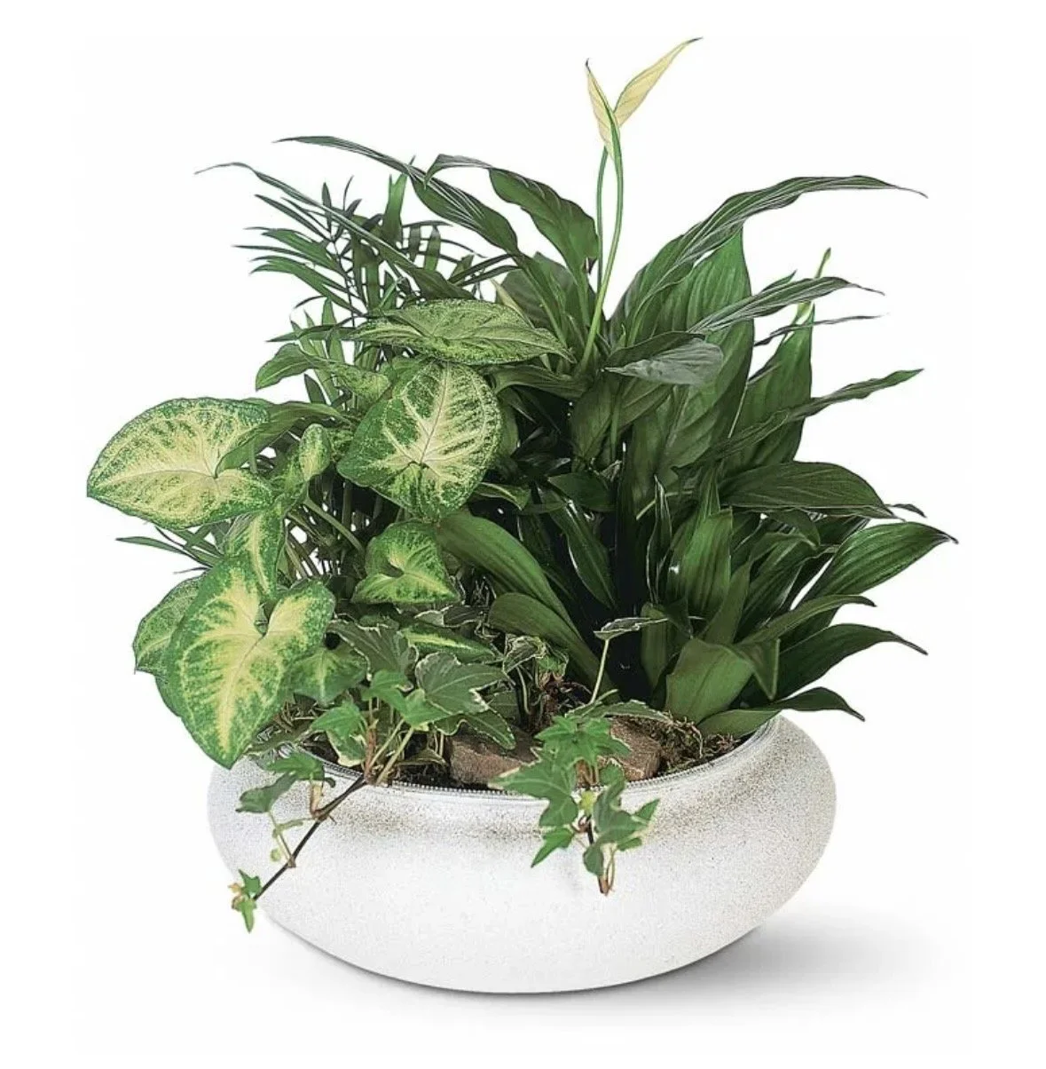 Sympathy Dish Garden