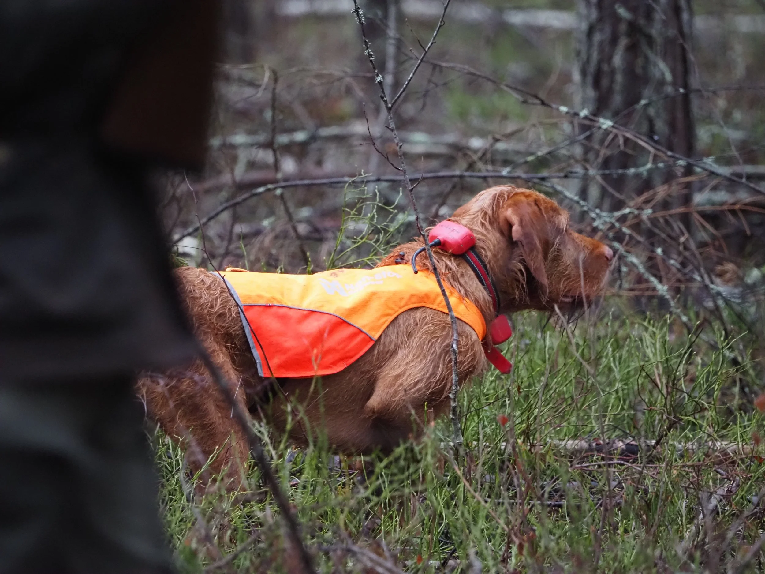Karkeakarvainen unkarin vizsla seisonnalla