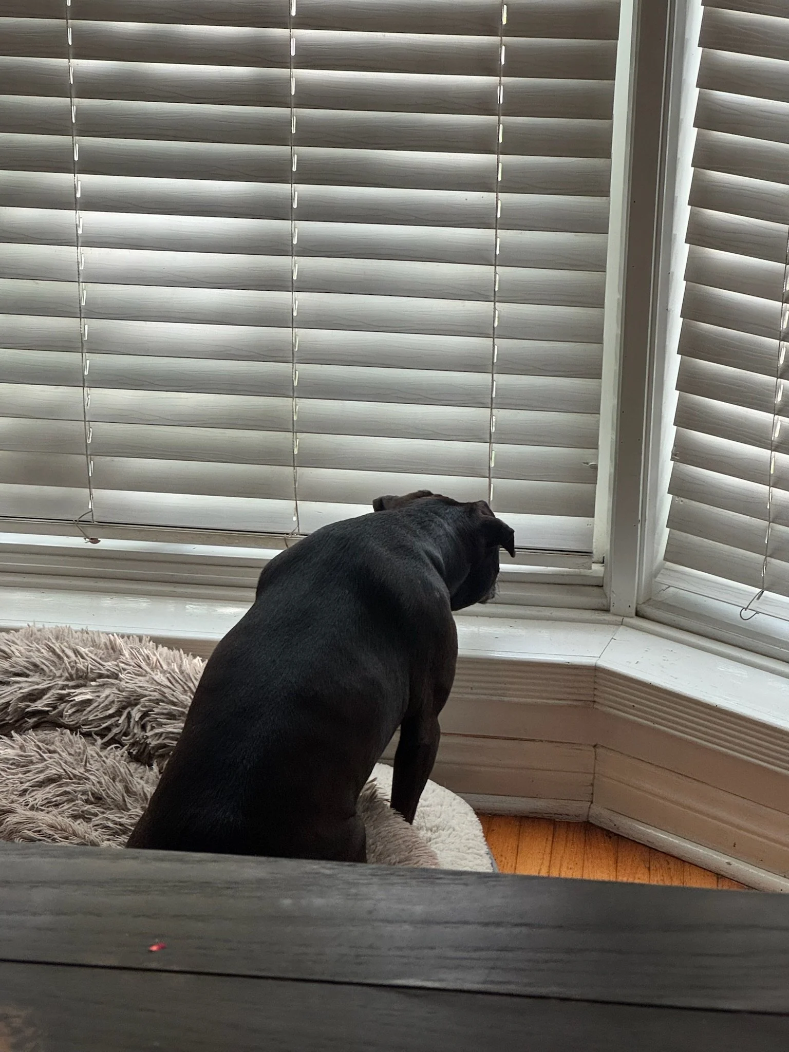 Dog snooping through a gap in the blinds, spying on squirrels and neighbors