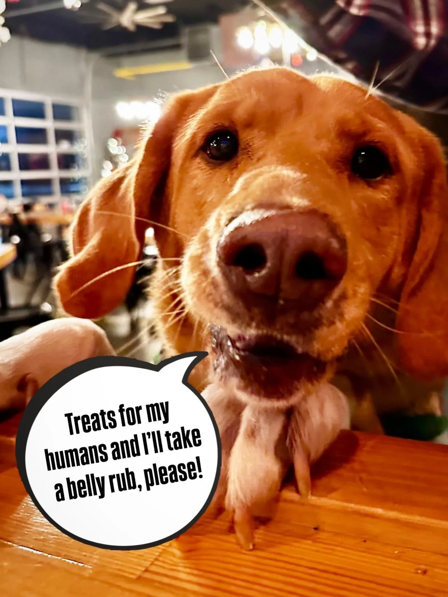 Be a good dog like Tate and bring your humans in for HAPPY HOUR &mdash; 3-6PM! @weeklyjams_com Open Mic/Jam starts at 6PM with @realdylanverona! Lauren&rsquo;s pourin&rsquo;!

#ctbeef #ctbrewery #dogfriendly #cttaproom #cthappyhour #ctvisit #almostfa