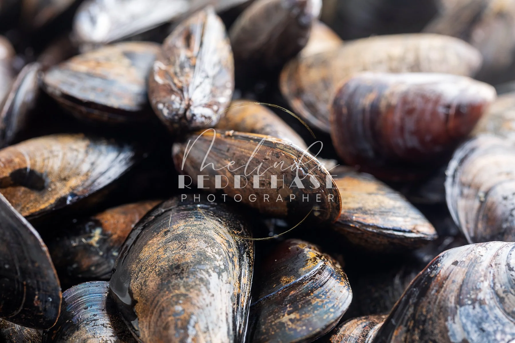 Steamed Mussels in Spicy Tomato Cream Sauce- LRWM----4.jpg