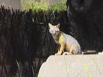 Fox Mom.jpg