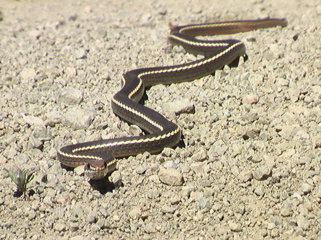 Garter Snake.jpg