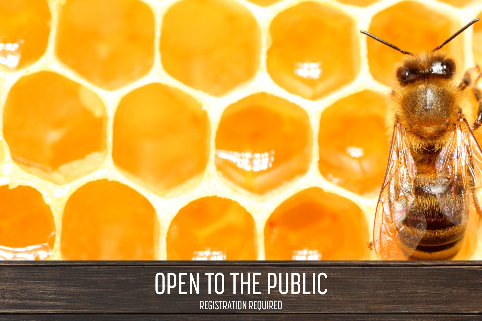 Angeline Bee Experience: Hive Dive Launch