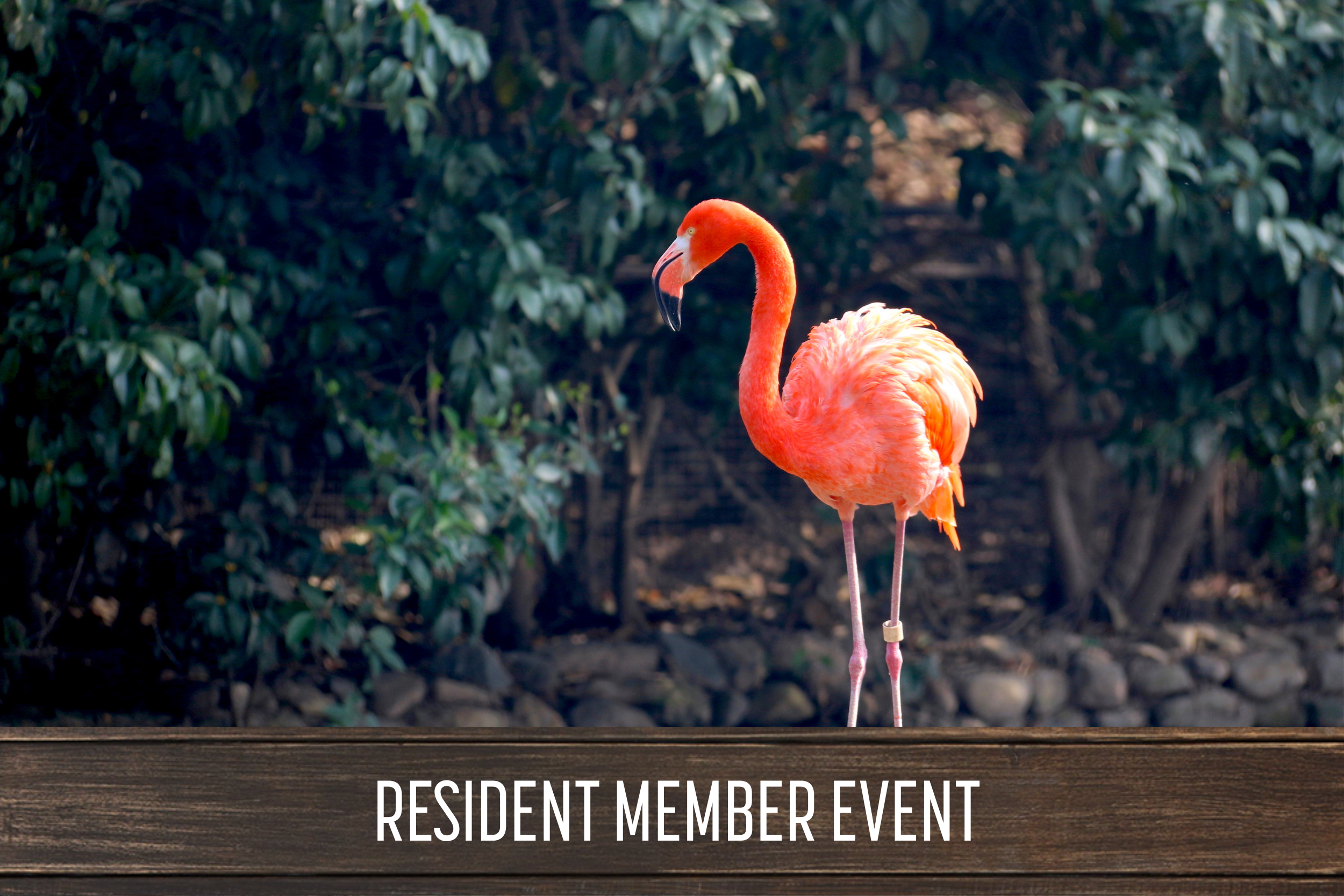 Flamingle: Resident Social