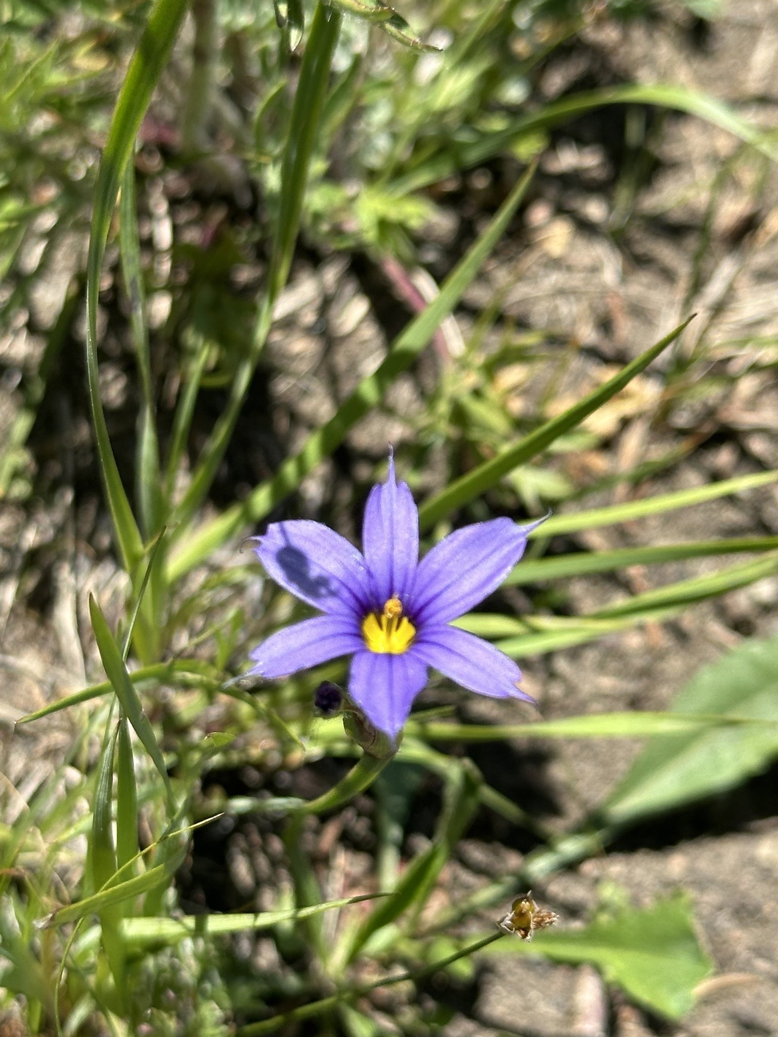 Sisyrinchium montanum / Blue-eyed Grass