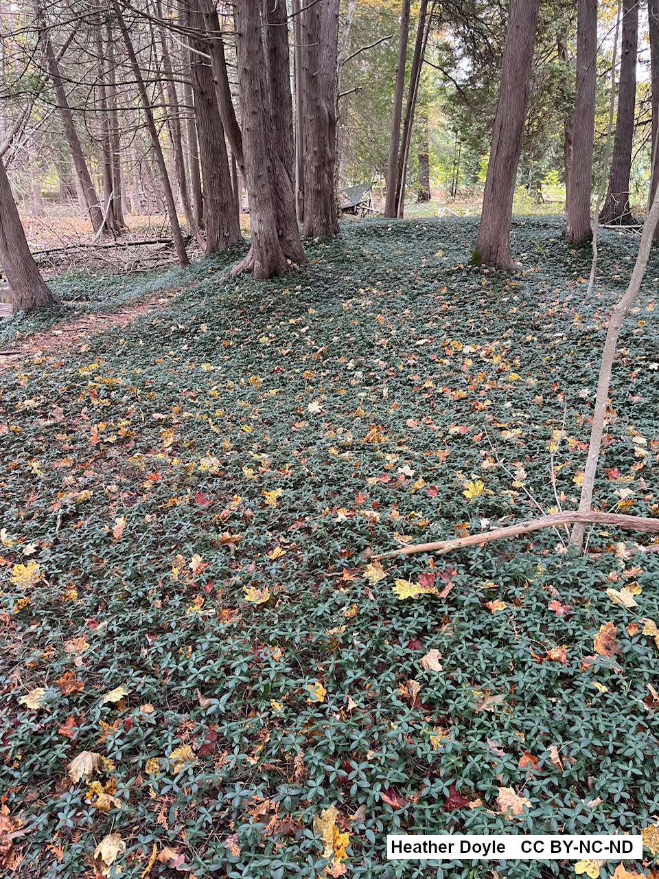 What are invasive plants, and what do I do if I have any?