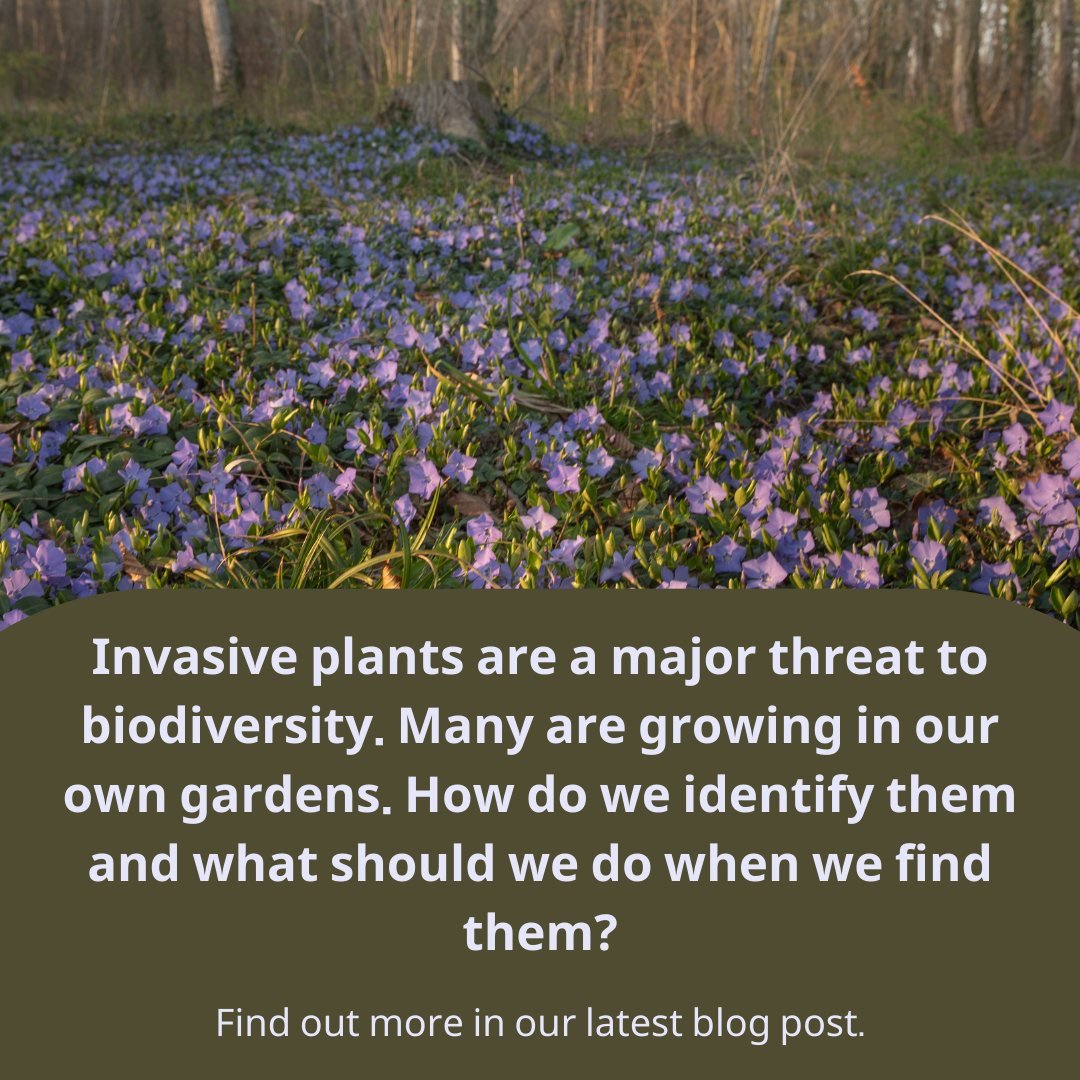 Invasive plants are threatening biodiversity. Many of these species are growing in our yards. Gardeners have an important role to play in the battle against invasives. Read more in our latest blog post. The link is in our bio.
--
Les plantes envahiss