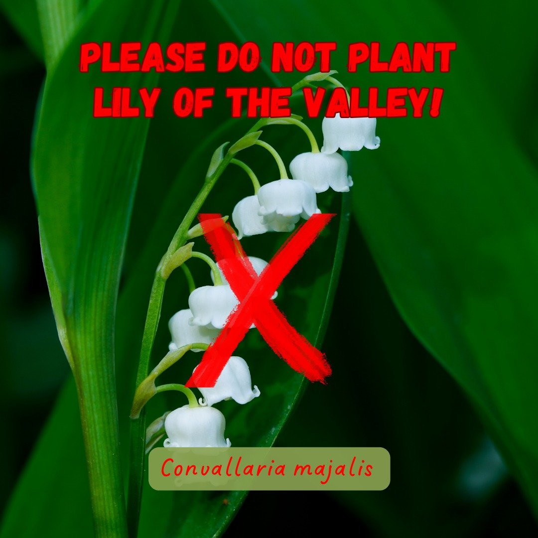 ❌Lily of the valley is an unregulated invasive plant commonly used by gardeners. It grows well in the shade and spreads aggressively, both by rhizomes that easily resprout to start new colonies and by seed dispersal to forested areas where they suppr