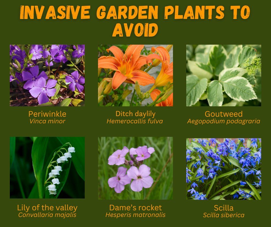 🌿 Gardeners, did you know that many invasive plants found in our natural areas originated from the horticultural industry?
📋Government policies have been slow to regulate the sale and trade of many invasive plant species, but progress is being made