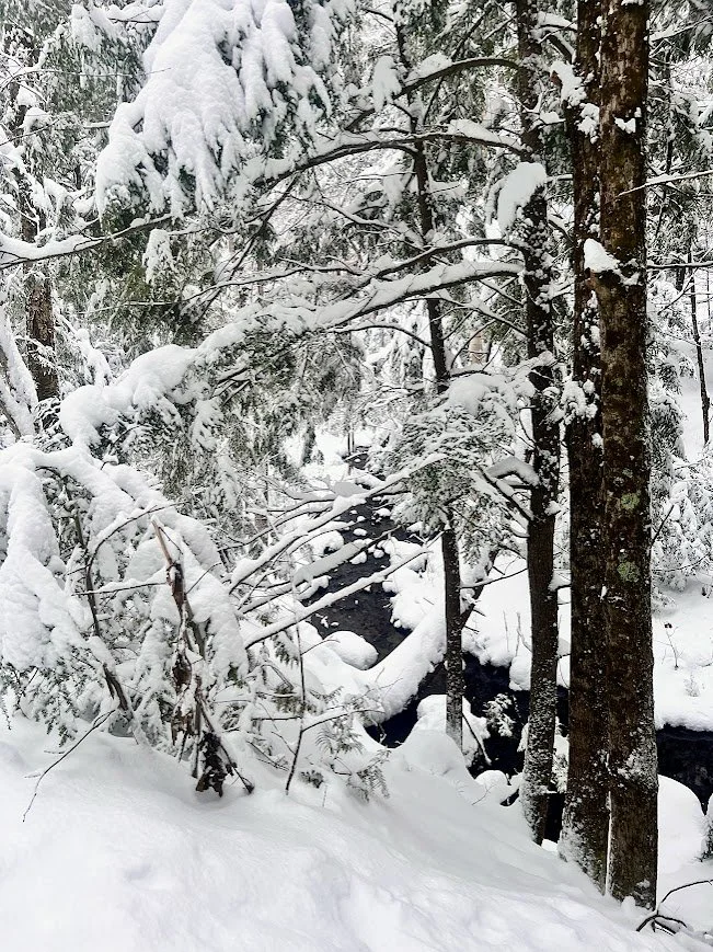 Fresh snow on a forest creek. ©A.Brennan