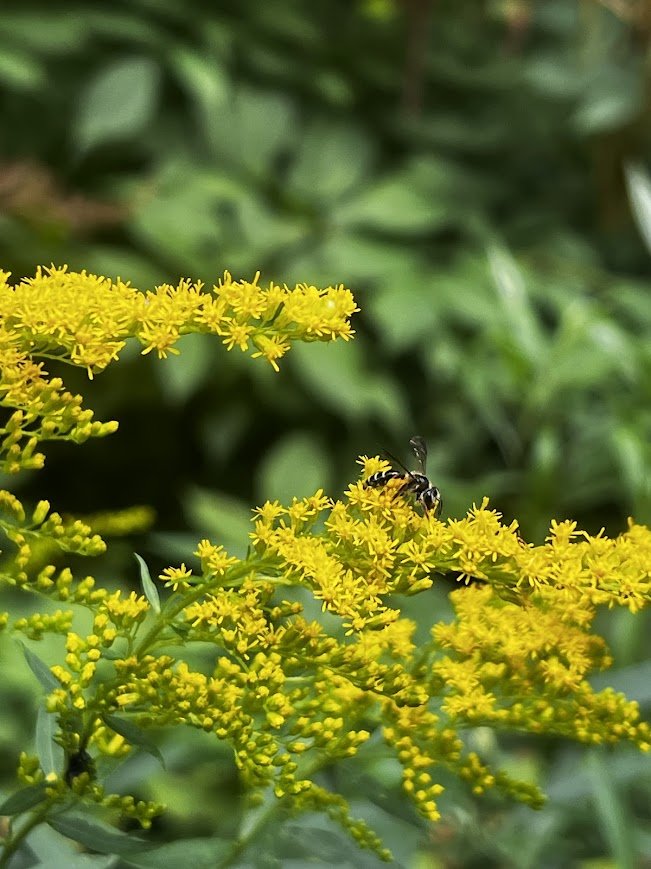 How to Create a Homegrown National Park in Your Backyard!