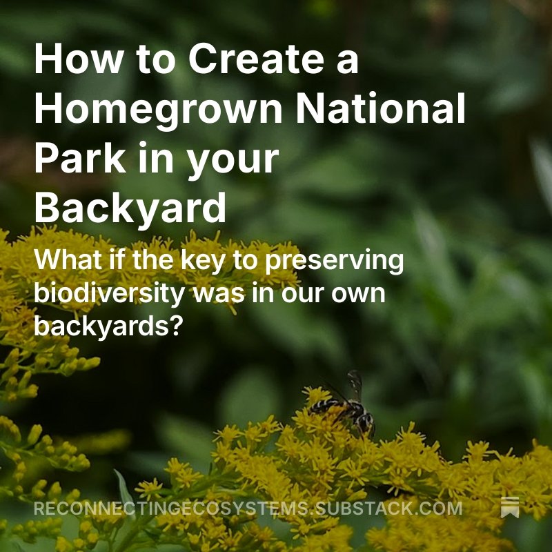 New blog post! Check it out at the link on our profile page or subscribe to the newsletter version on Substack. Restore ecosystems and boost biodiversity with Homegrown National Park! 
reconnectingecosystems.substack.com
--
Nouveau post de blog! Cons