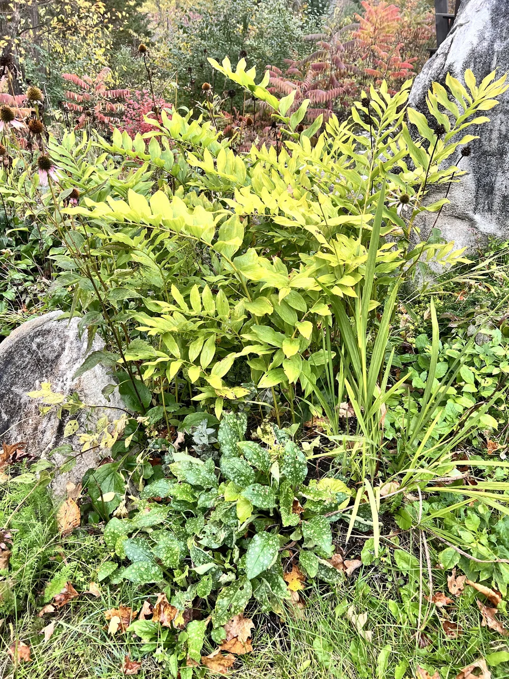 Non-native plant garden
