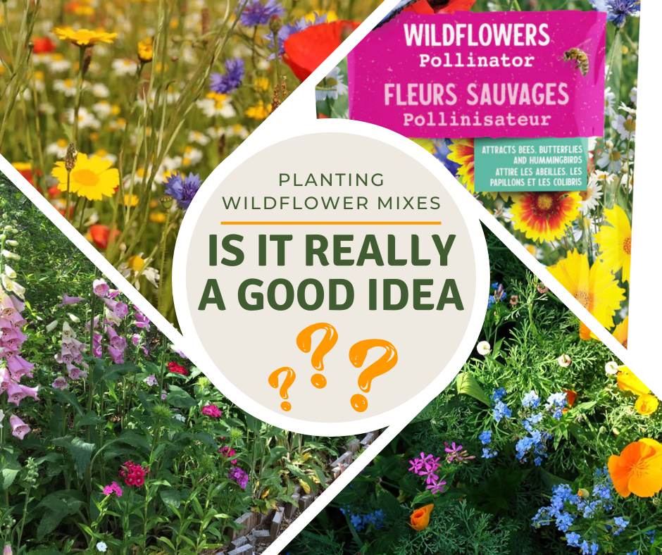 Good intentions, harmful impacts - the dangers of wildflower seed mixes