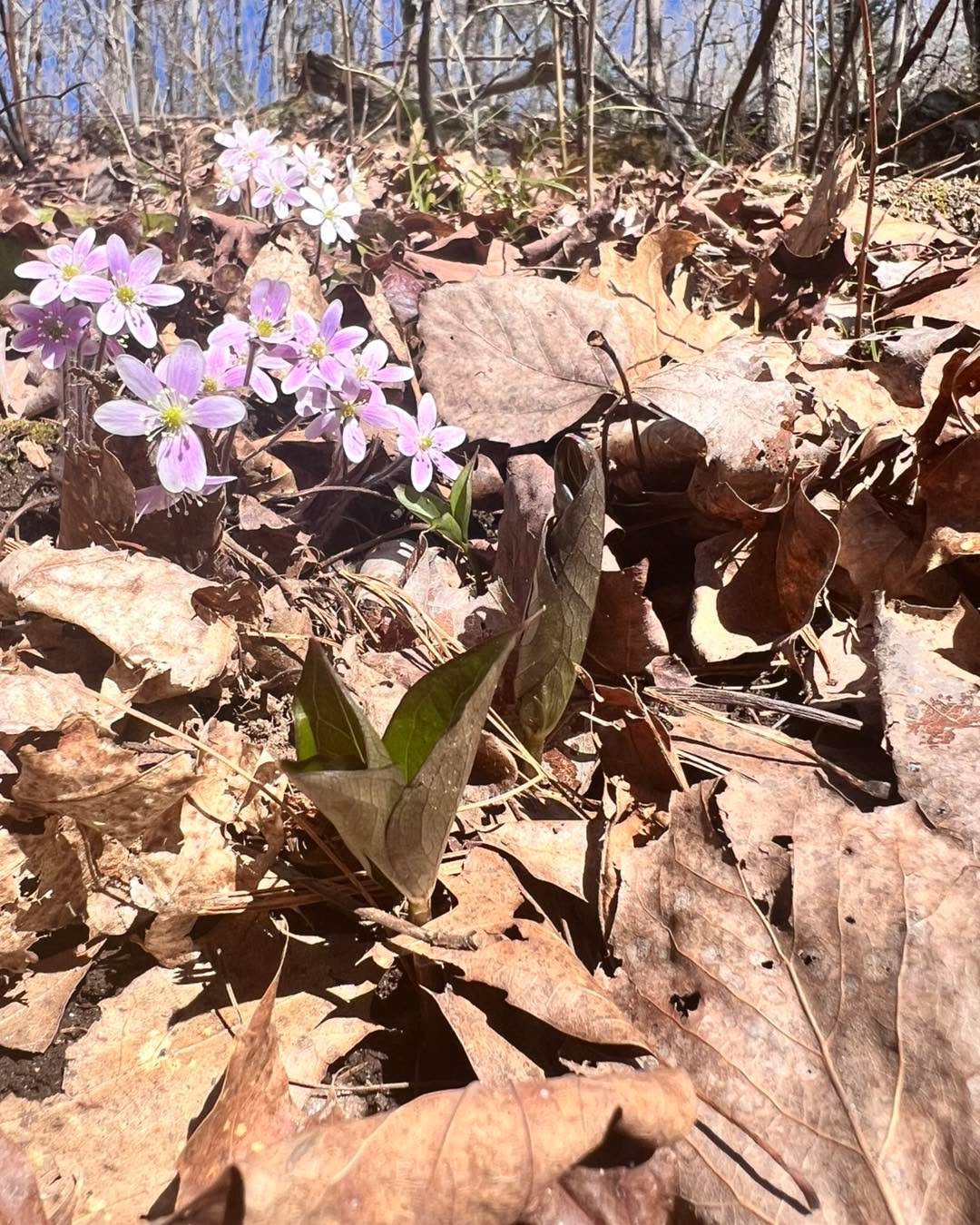 🌸 Finally, it's our turn for flowers! Southwest Quebec is now sporting the early blooms of Hepatica americana and the flower buds of Sambucus racemosa. Carpenter bees, sweat bees, flies and eastern comma butterflies are emerging and depend on these 