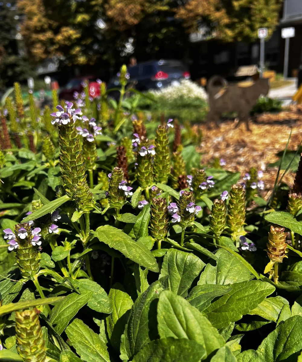 Prunella in a wood chip garden