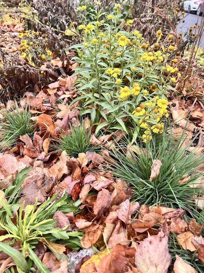 Should I add mulch to my garden?